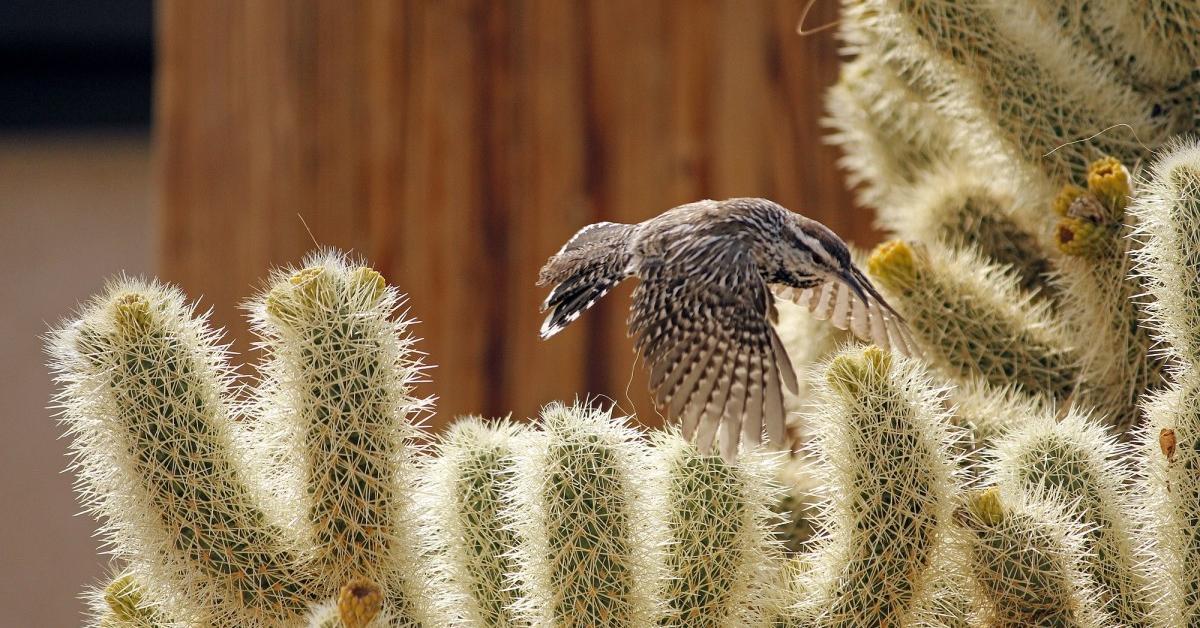 Pictures of Cactus Wren