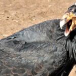 Pictures of California Condor