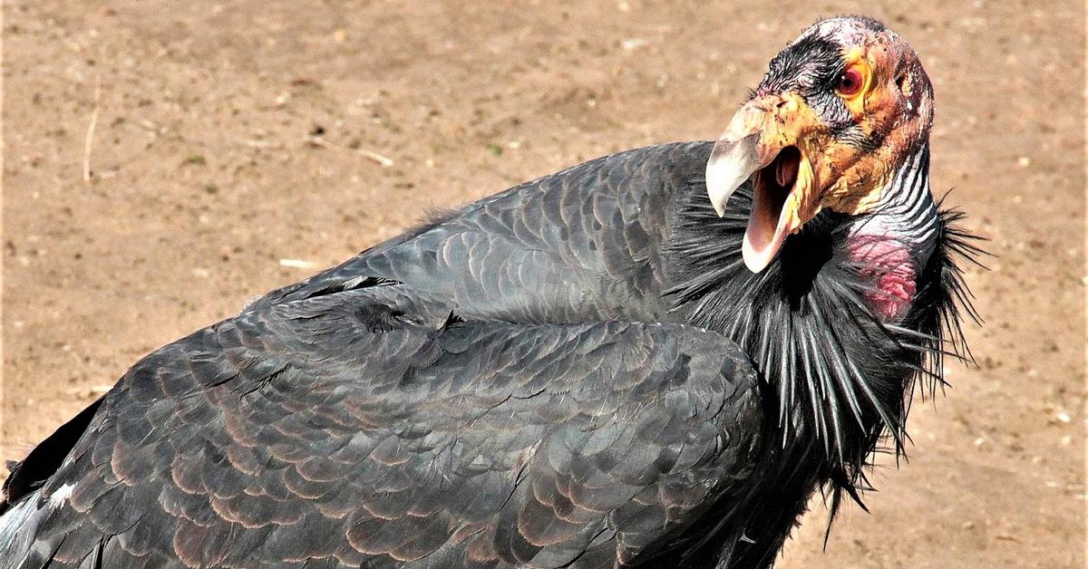 Pictures of California Condor