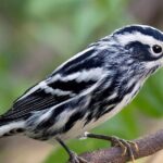 Pictures of Black And White Warbler