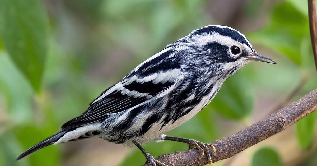 Pictures of Black And White Warbler