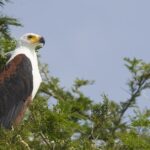 Pictures of African Fish Eagle