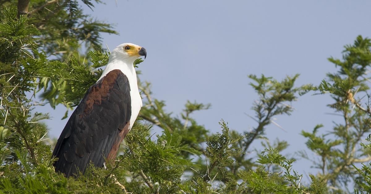 Pictures of African Fish Eagle