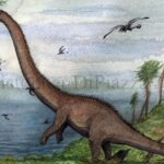 Pictures of Barosaurus