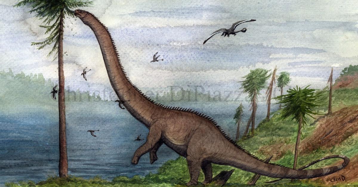 Pictures of Barosaurus