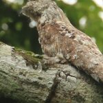 Pictures of Great Potoo Bird