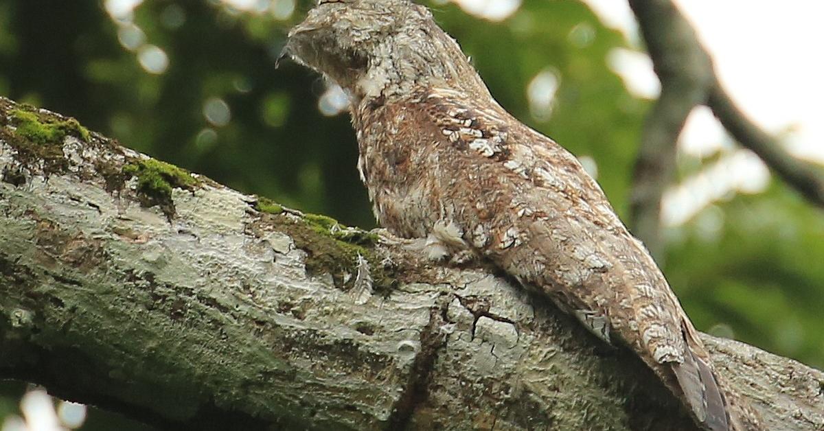 Pictures of Great Potoo Bird