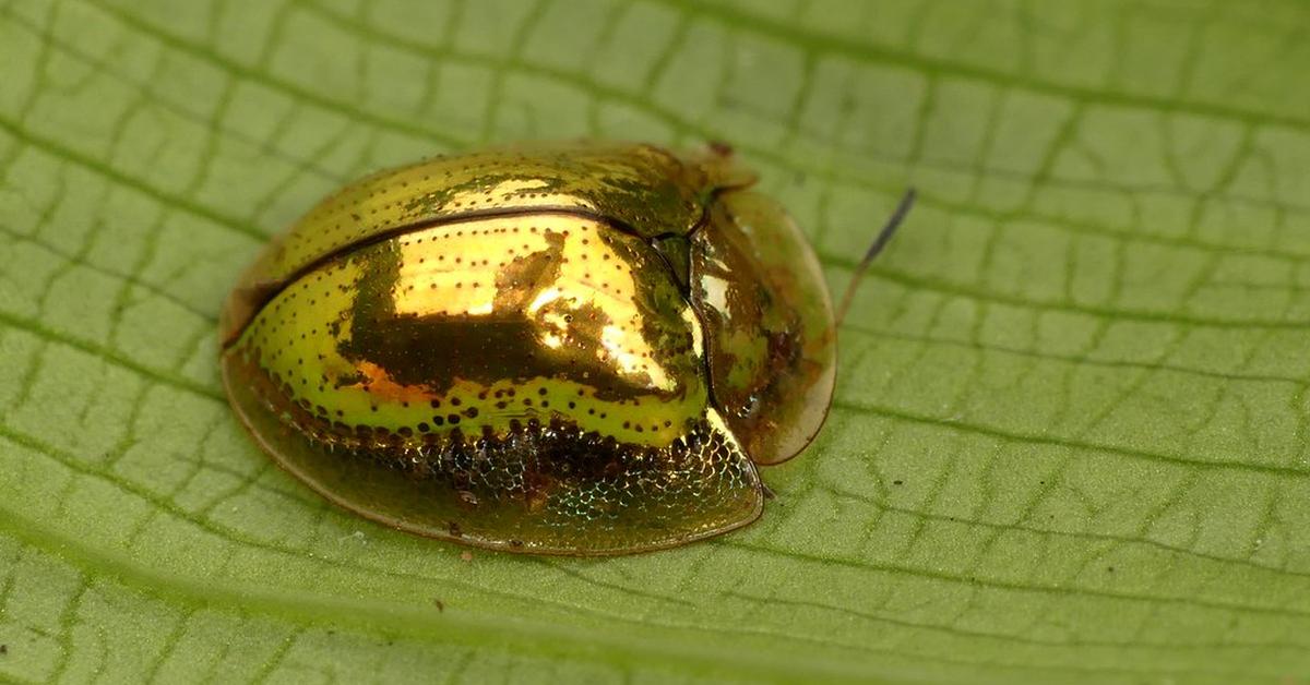 Pictures of Golden Tortoise Beetle