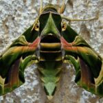 Pictures of Oleander Hawk Moth