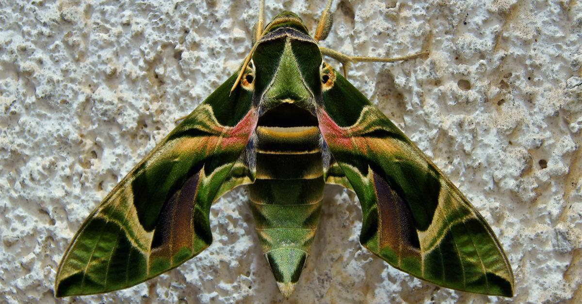 Pictures of Oleander Hawk Moth