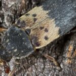 Pictures of Larder Beetle