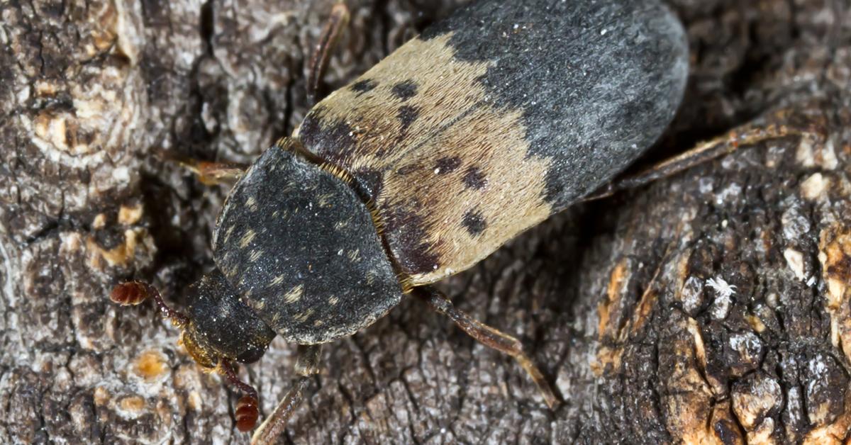 Pictures of Larder Beetle