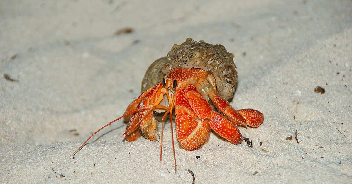 Pictures of Strawberry Hermit Crab