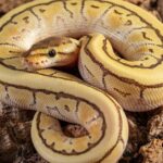 Pictures of Lavender Albino Ball Python