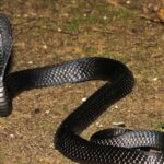 Pictures of Bird Snake