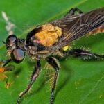 Pictures of Robber Flies