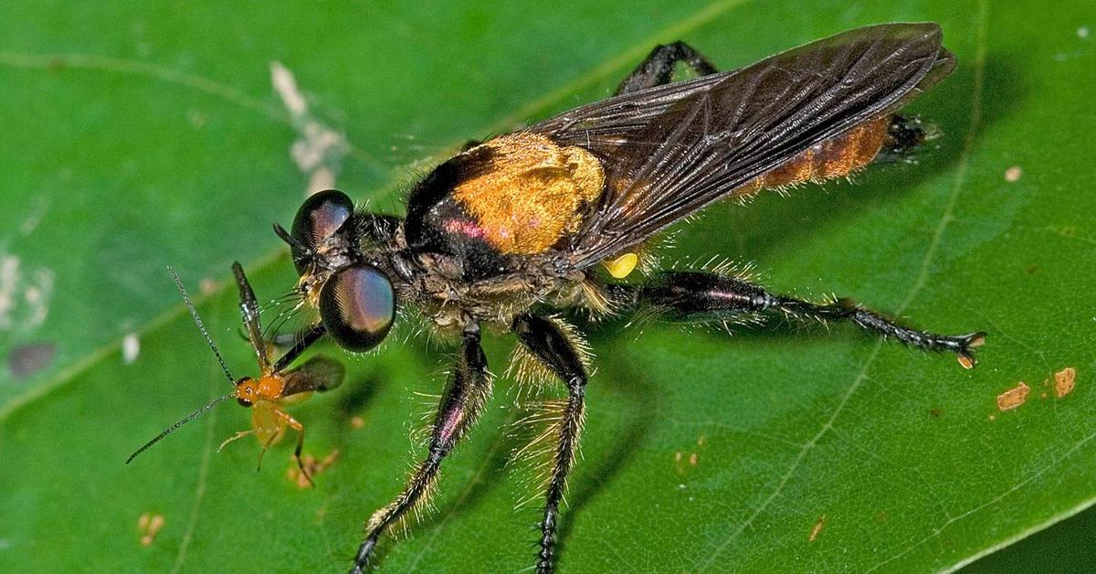 Pictures of Robber Flies