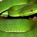 Pictures of Tree Viper