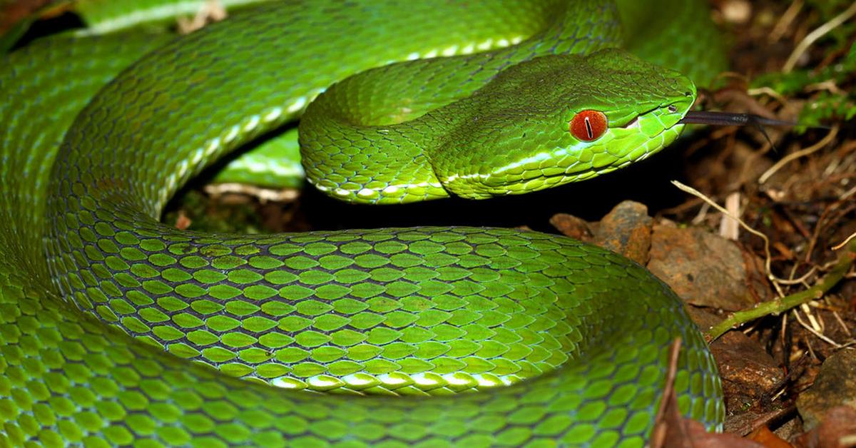 Pictures of Tree Viper