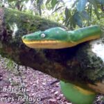 Pictures of Emerald Tree Boa