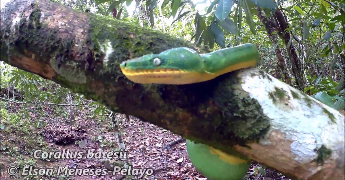 Pictures of Emerald Tree Boa