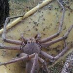 Pictures of Giant House Spider