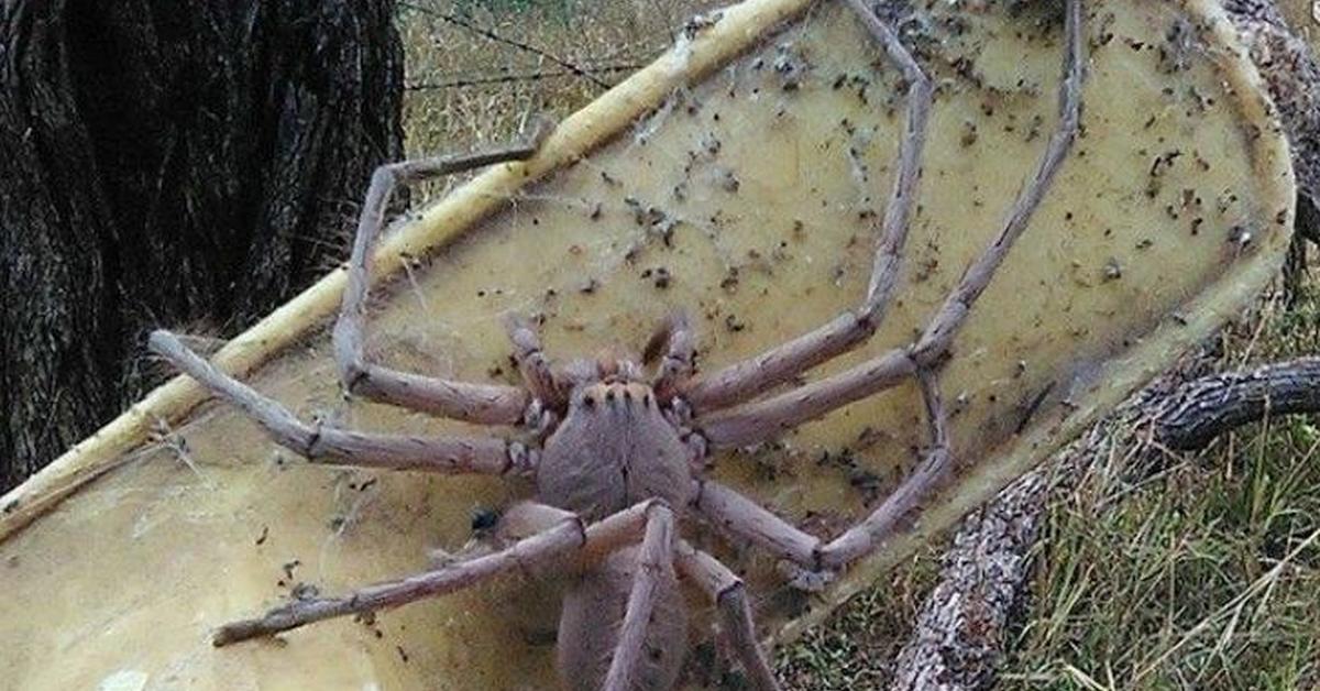 Pictures of Giant House Spider