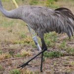 Pictures of Sandhill Crane