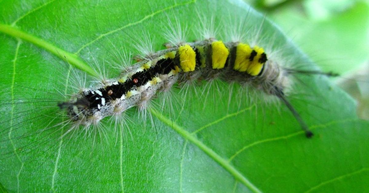 Pictures of Tomato Hornworm