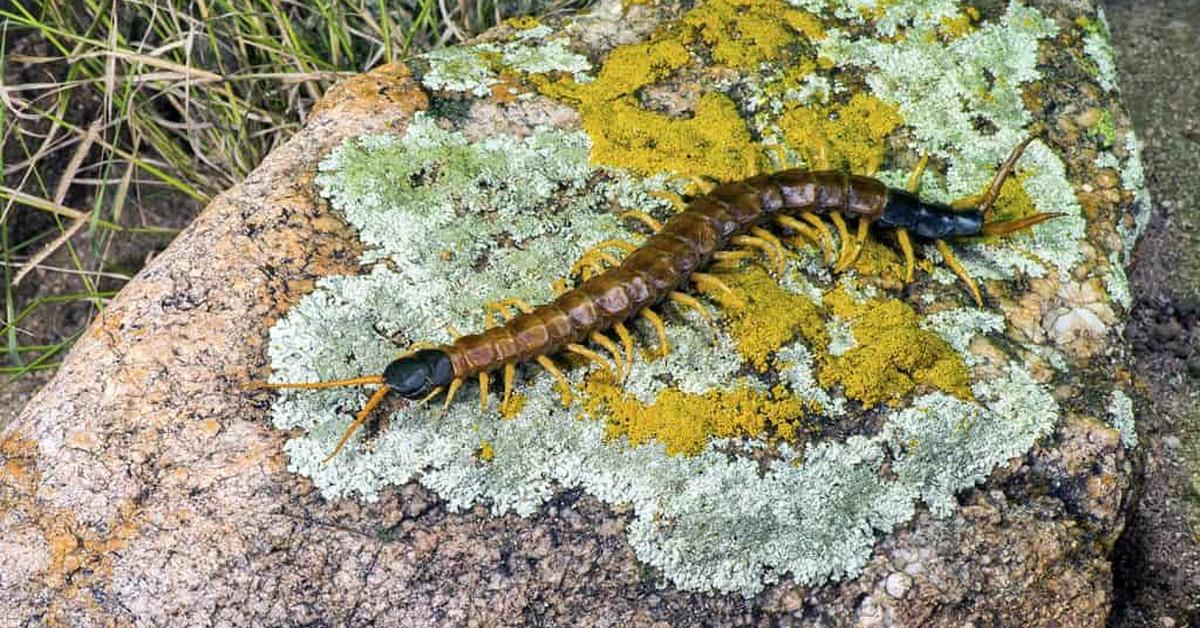 Pictures of Giant Desert Centipede