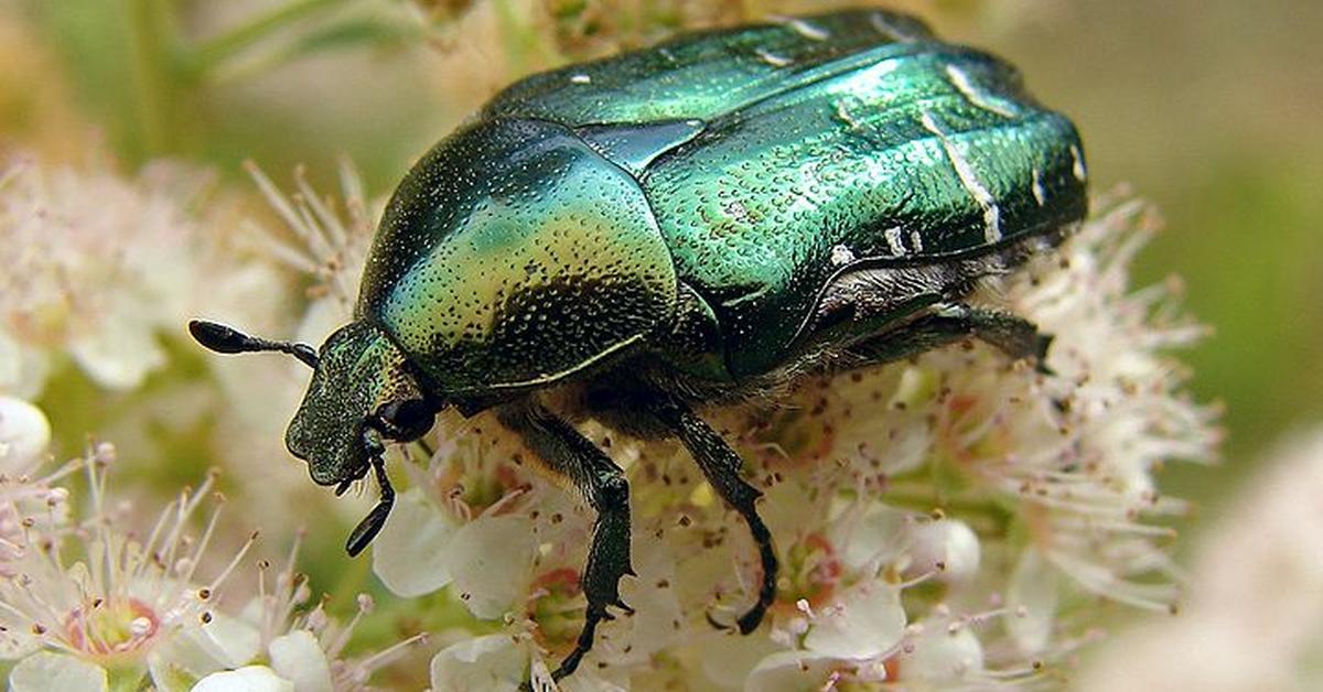 Pictures of Scarab Beetle