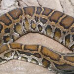 Pictures of Indian Python