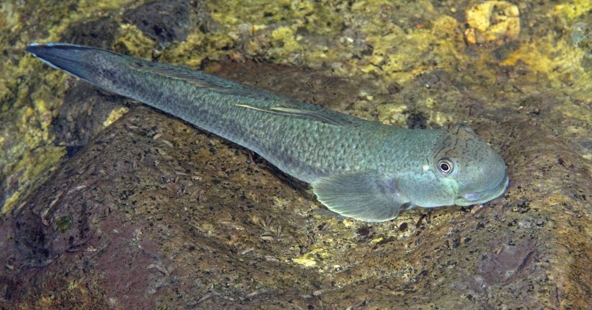 Pictures of Goby Fish