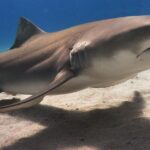 Pictures of Lemon Shark