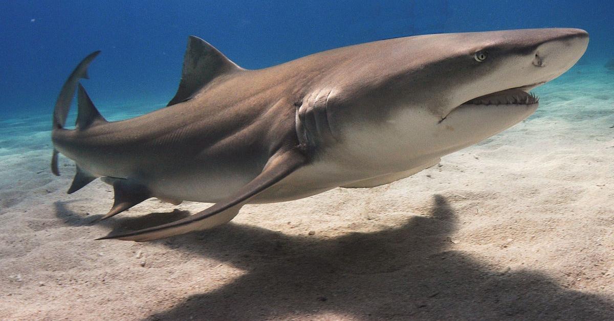 Pictures of Lemon Shark