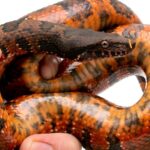 Pictures of Viper Boa