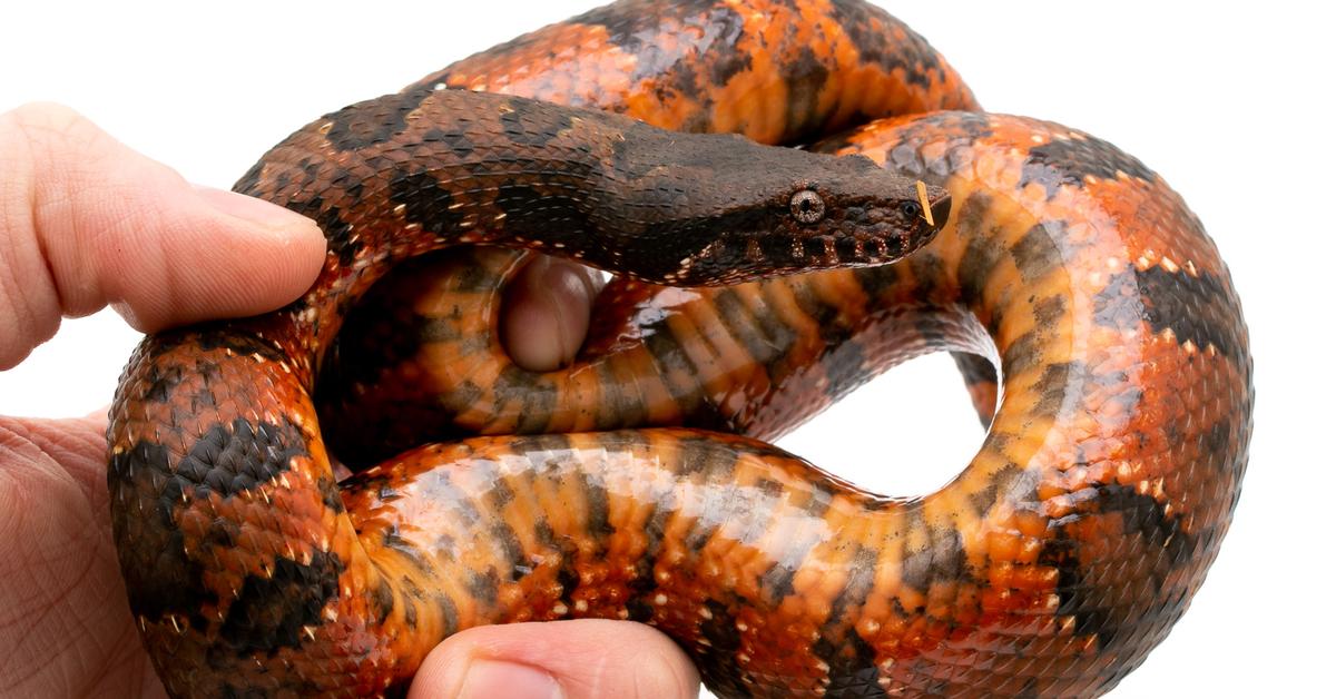 Pictures of Viper Boa