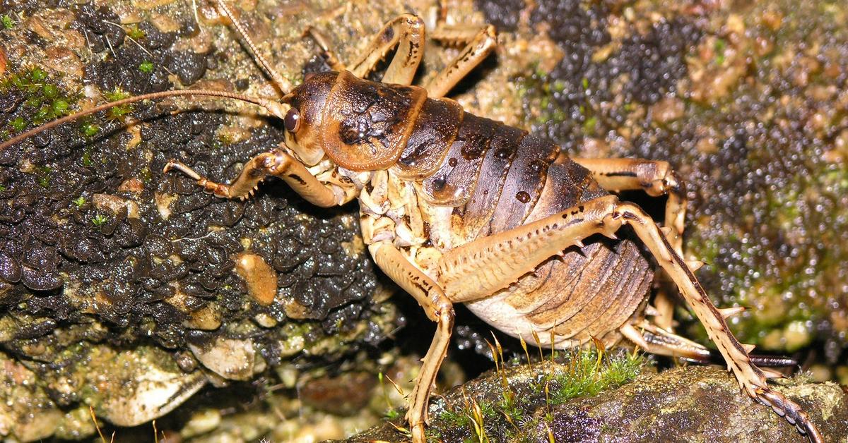 Pictures of Giant Weta