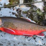 Pictures of Arctic Char