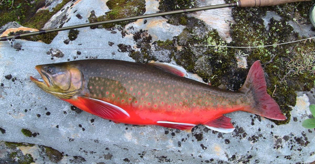 Pictures of Arctic Char