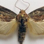 Pictures of Wax Moth