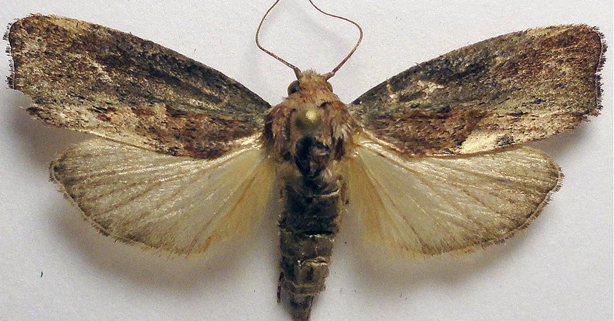 Pictures of Wax Moth