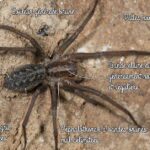 Pictures of Hobo Spider