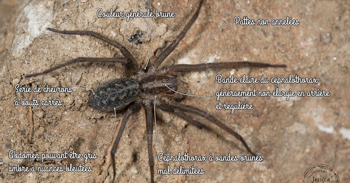 Pictures of Hobo Spider