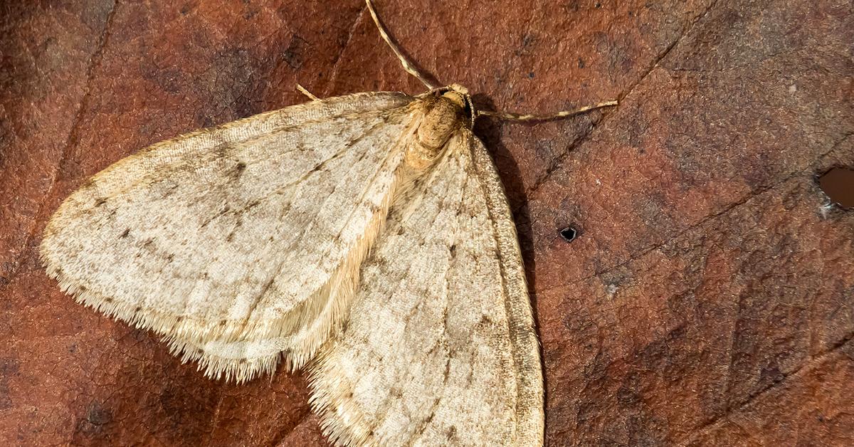 Pictures of Winter Moth