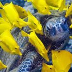 Pictures of Yellow Tang