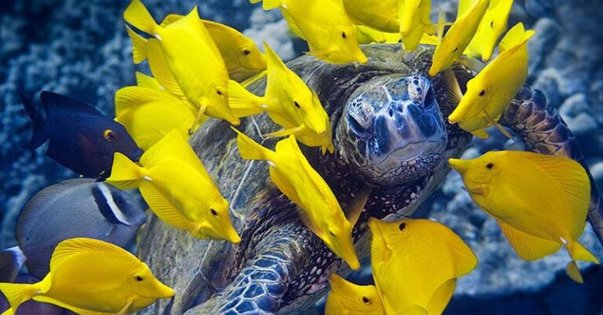 Pictures of Yellow Tang