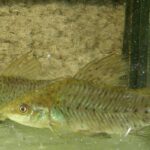 Pictures of Cory Catfish