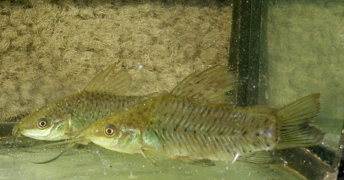 Pictures of Cory Catfish