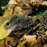 Pictures of Crocodile Monitor